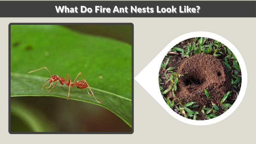 What Do Fire Ant Nests Look Like?