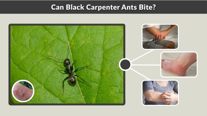 Can Black Carpenter Ants Bite?