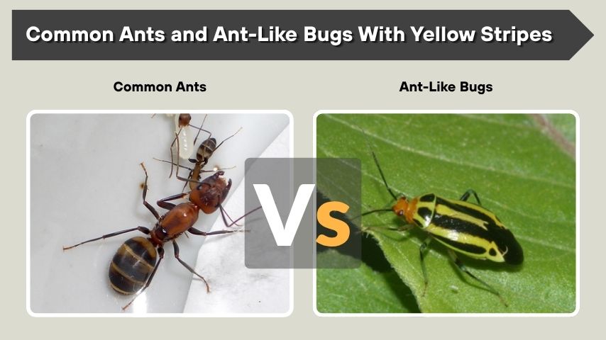 Common Ants and Ant-Like Bugs With Yellow Stripes