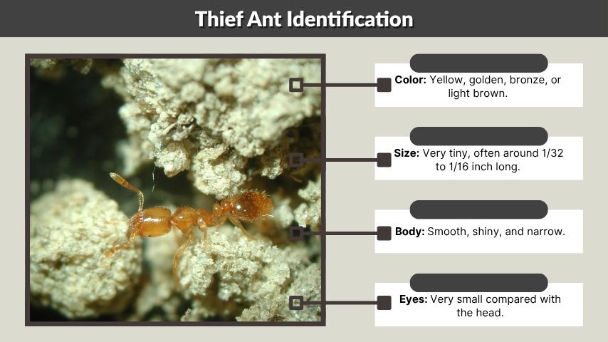 Thief Ant Identification