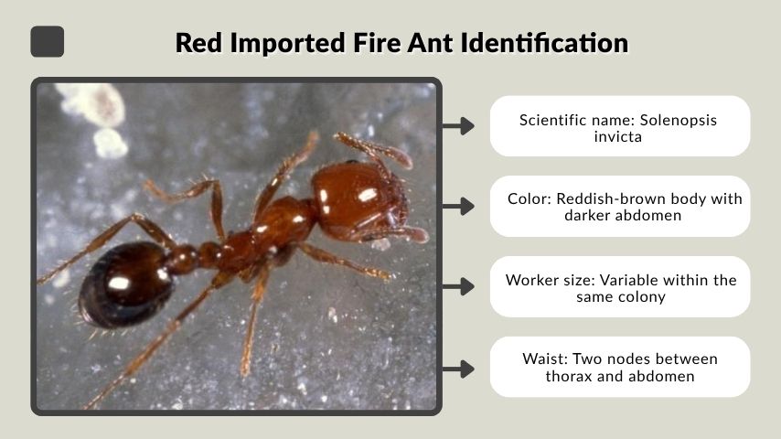 Red Imported Fire Ant Identification