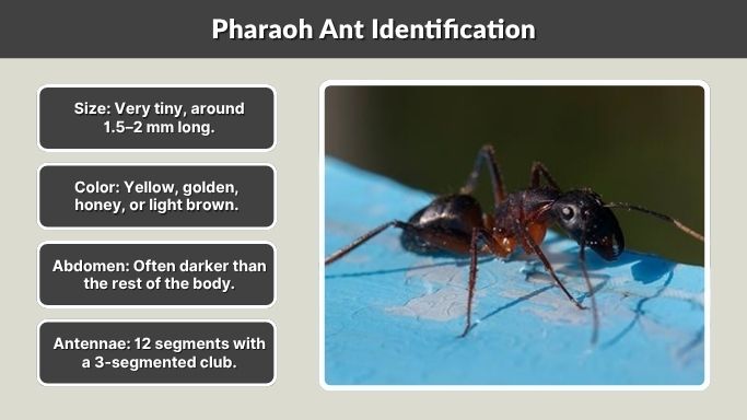 Pharaoh Ant Identification