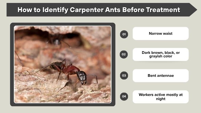 How to Identify Carpenter Ants Before Treatment