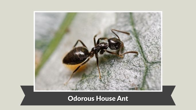 Odorous House Ant