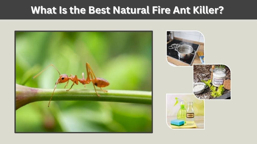 What Is the Best Natural Fire Ant Killer?