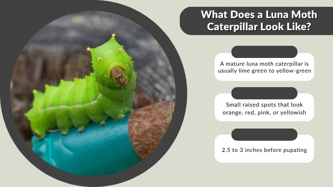 What Does a Luna Moth Caterpillar Look Like?