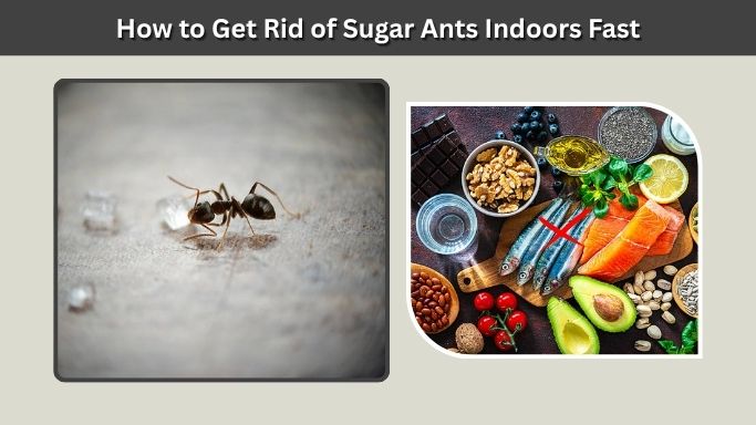 How to Get Rid of Sugar Ants Indoors Fast