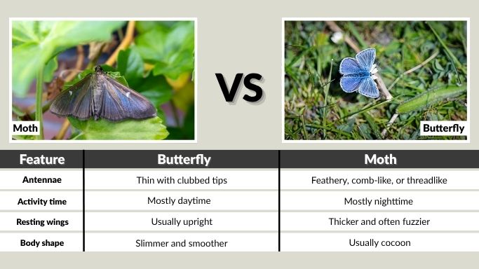 Moth vs Butterfly Difference Table