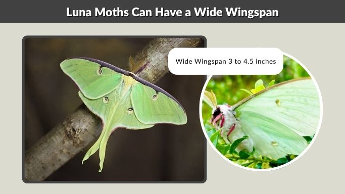 Luna Moths Can Have a Wide Wingspan