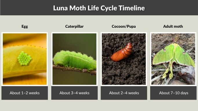 Luna Moth Life Cycle Timeline