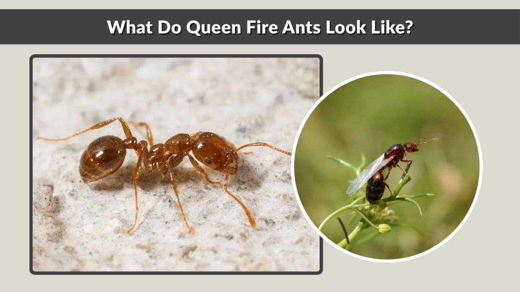 What Do Queen Fire Ants Look Like?