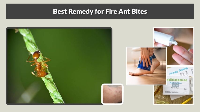 Best Remedy for Fire Ant Bites