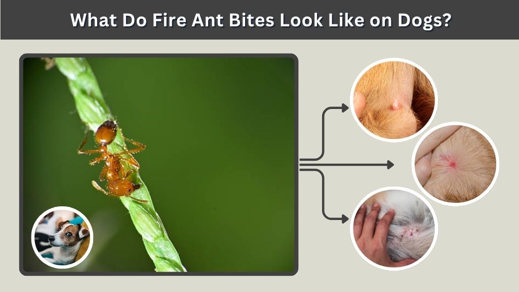What Do Fire Ant Bites Look Like on Dogs?
