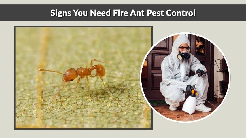 Signs You Need Fire Ant Pest Control