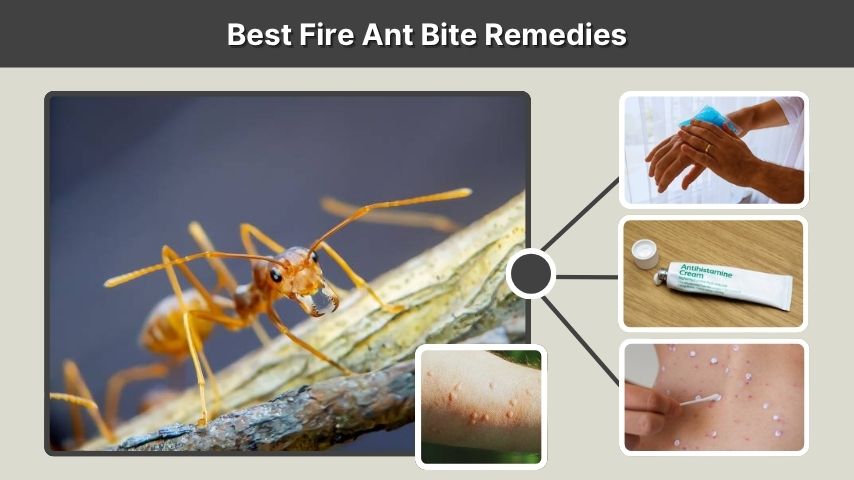 Best Fire Ant Bite Remedies