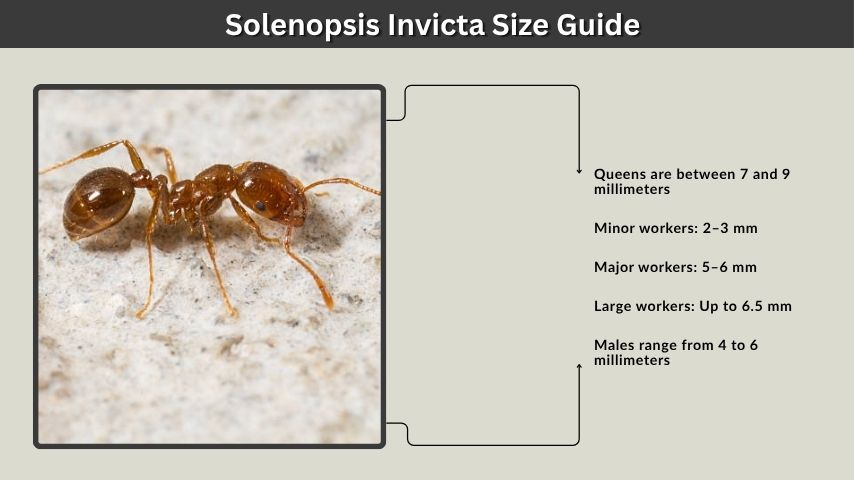 Solenopsis Invicta Size Guide