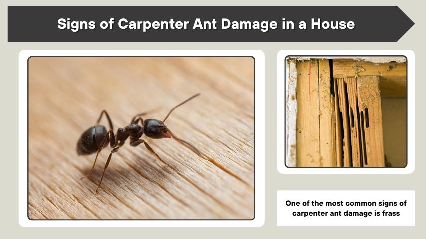 Signs of Carpenter Ant Damage in a House