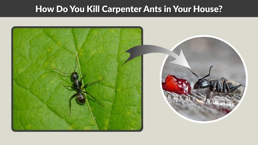 How Do You Kill Carpenter Ants in Your House?