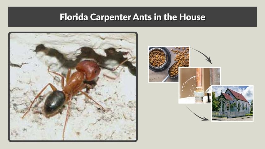 Florida Carpenter Ants in the House
