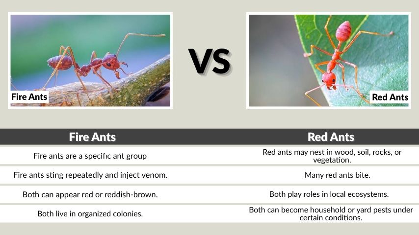 Fire Ants vs Red Ants at a Glance