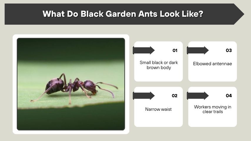 What Do Black Garden Ants Look Like?