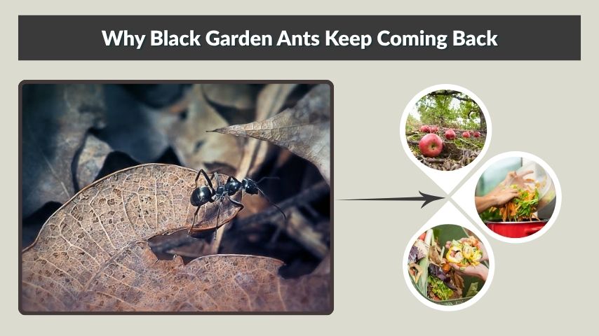 Why Black Garden Ants Keep Coming Back