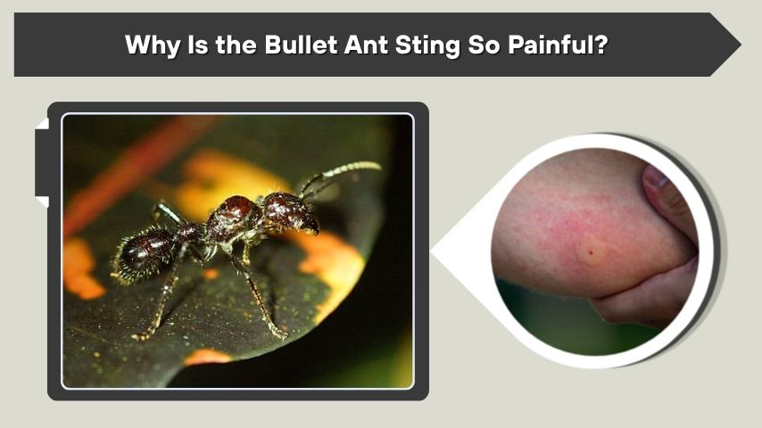 Why Is the Bullet Ant Sting So Painful?