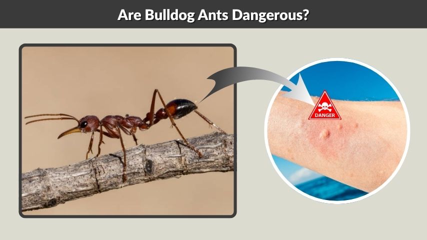 Are Bulldog Ants Dangerous?