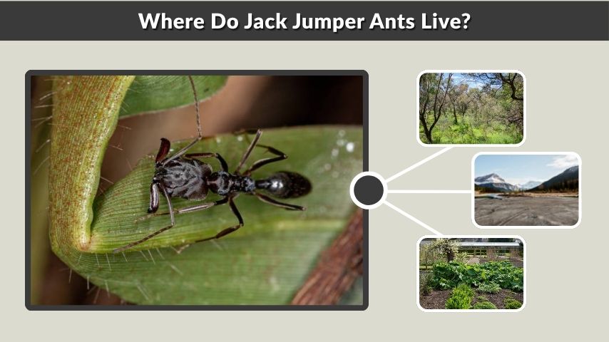 Where Do Jack Jumper Ants Live?