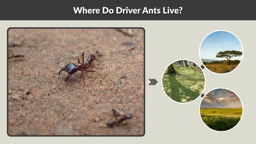 Where Do Driver Ants Live?