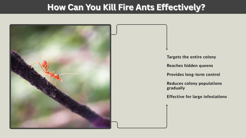 How Can You Kill Fire Ants Effectively?