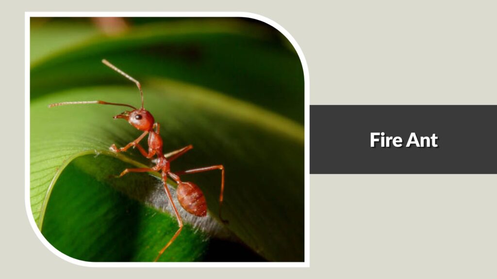 Fire Ant