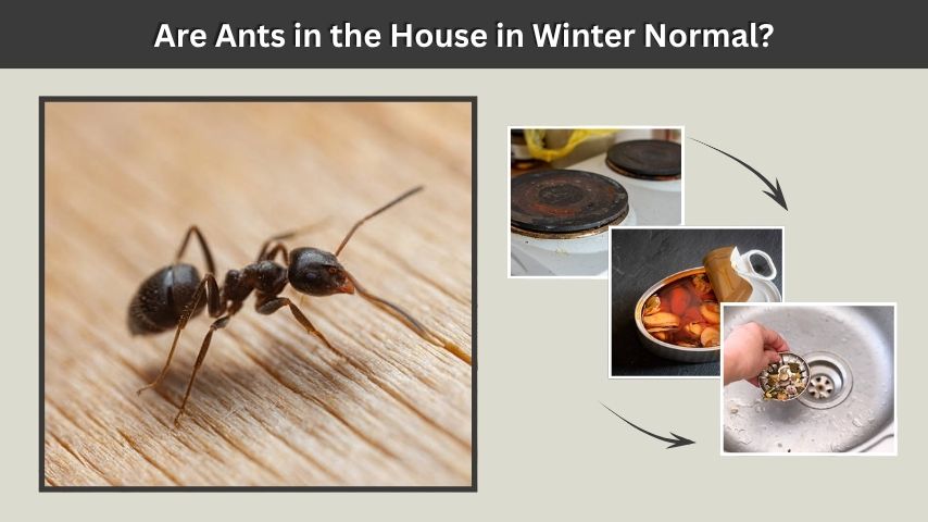 Are Ants in the House in Winter Normal?