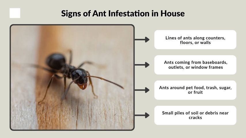 Signs of Ant Infestation in House