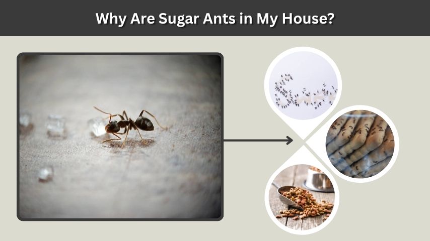 Why Are Sugar Ants in My House?