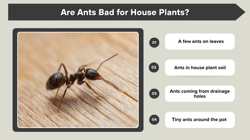 Are Ants Bad for House Plants?