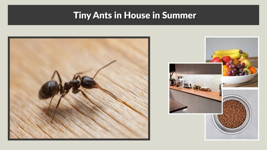 Tiny Ants in House in Summer