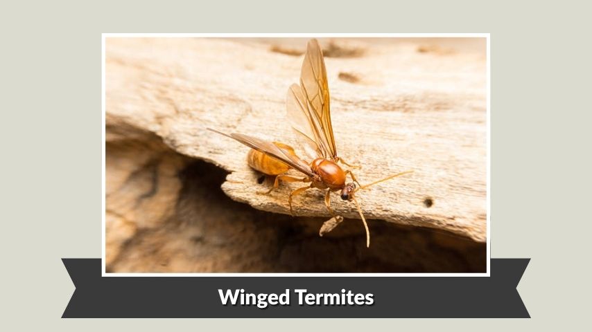 What Winged Termites Look Like