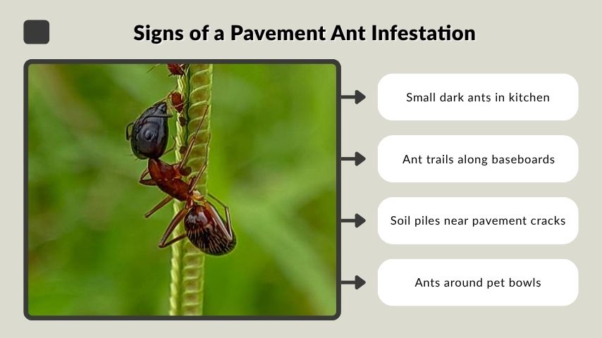 Signs of a Pavement Ant Infestation