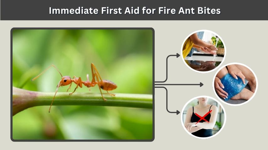 Immediate First Aid for Fire Ant Bites