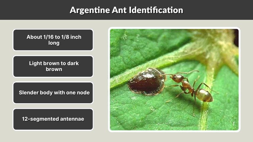 Argentine Ant Identification