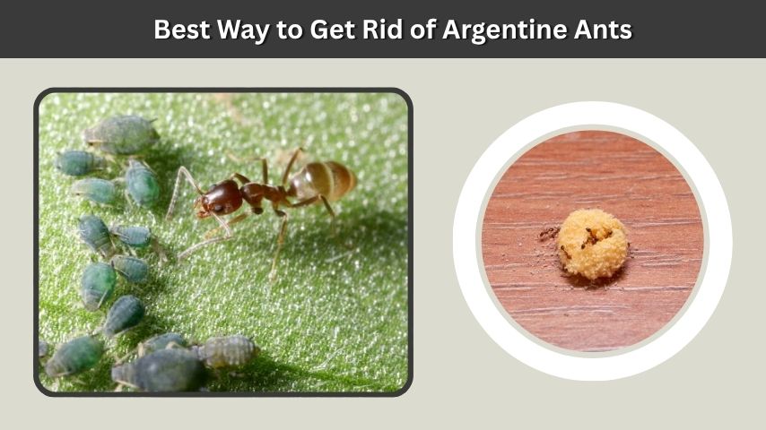 Best Way to Get Rid of Argentine Ants