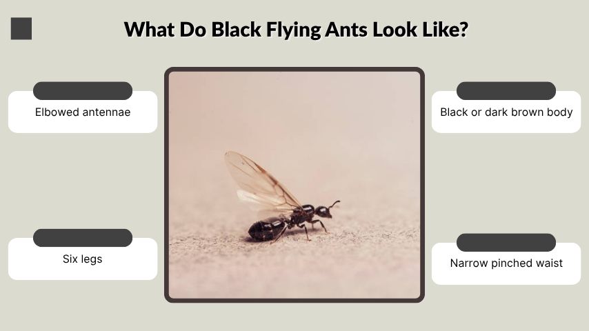 What Do Black Flying Ants Look Like?