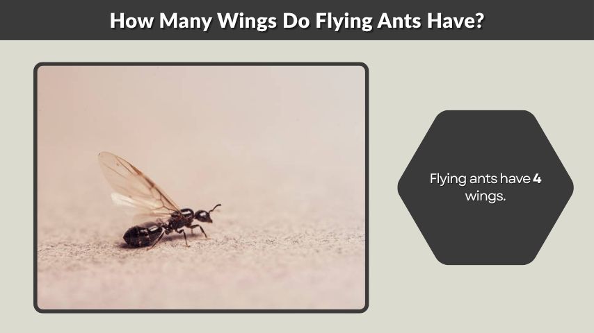 How Many Wings Do Flying Ants Have?