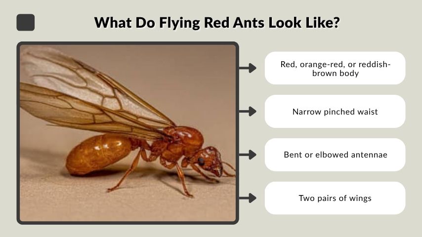 What Do Flying Red Ants Look Like?
