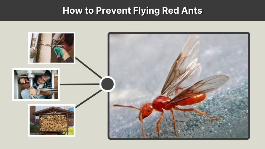 How to Prevent Flying Red Ants