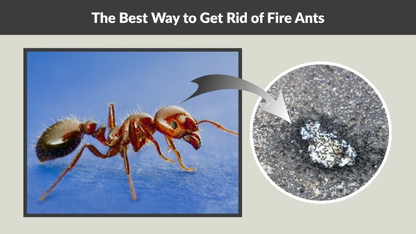The Best Way to Get Rid of Fire Ants