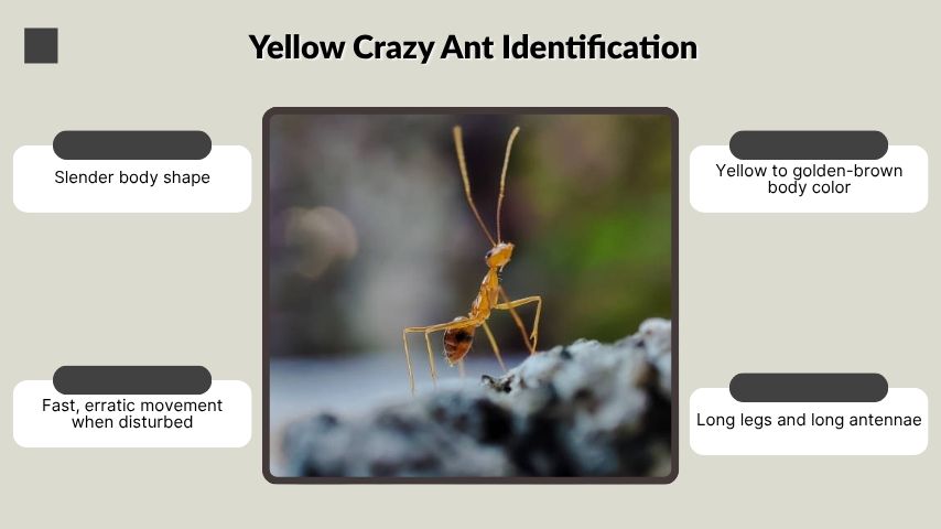 Yellow Crazy Ant Identification