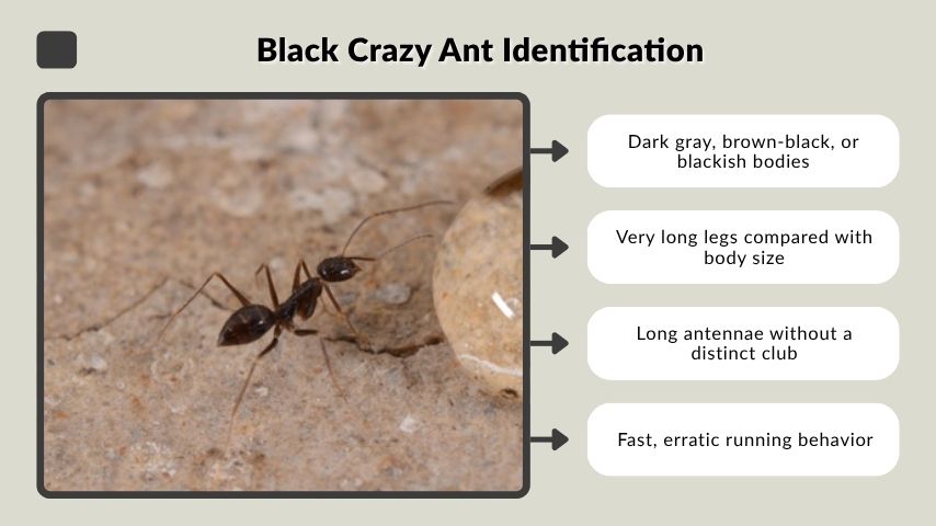 Black Crazy Ant Identification