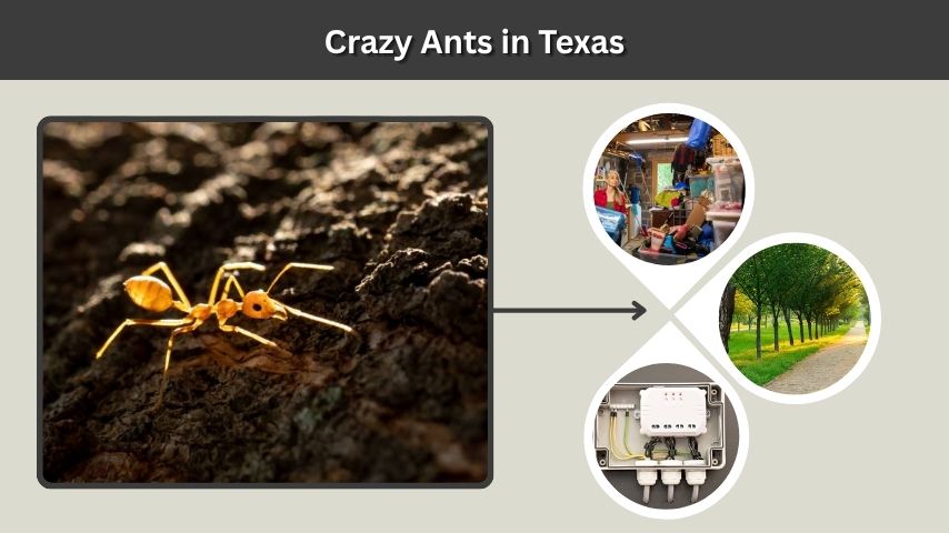 Crazy Ants in Texas